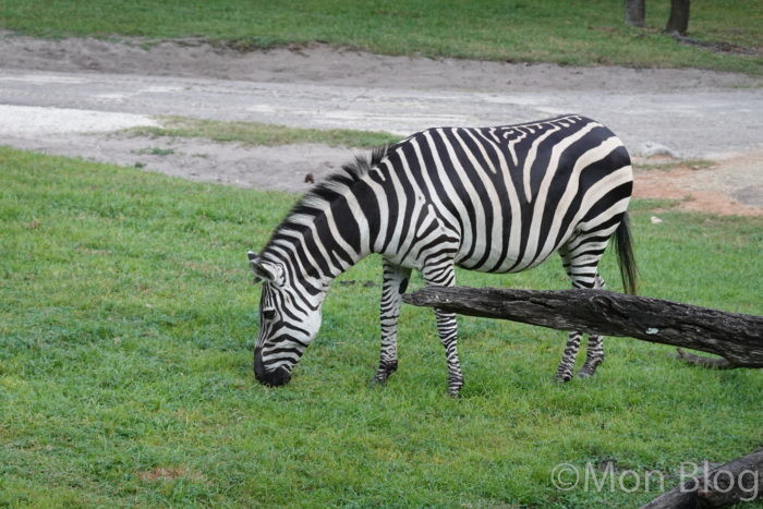 animal-kingdom-zebra