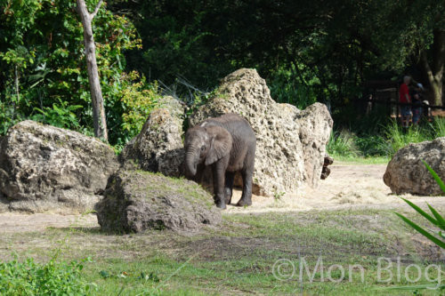 Kilimanjaro-Safaris-4