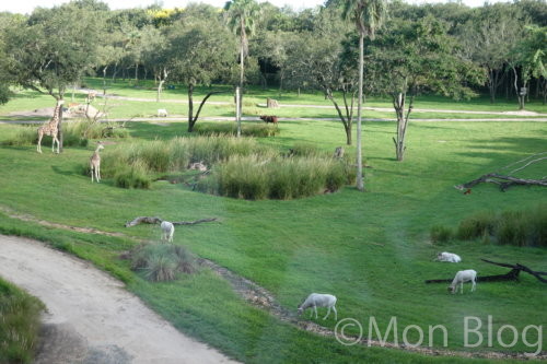 animal-kingdom-lodge-jambo-house-2