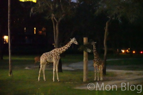 animal-kingdom-lodge-jambo-house-3